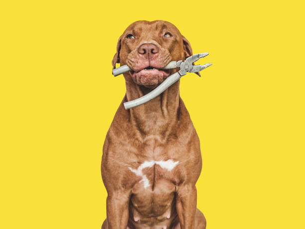 istock Lovable, pretty brown puppy and hand tools 1414283703