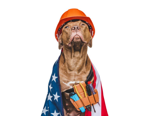 istock Lovable, pretty brown puppy and hand tools 1414283787