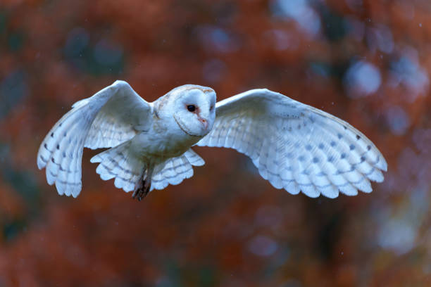 istock Barn Owl  flying in autumn 1414284039