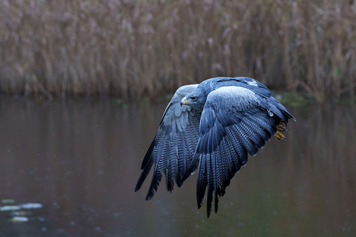 The black-chested buzzard-eagle (Geranoaetus melanoleucus) or black buzzard-eagle, grey buzzard-eagl flying over a lake in the Netherlands