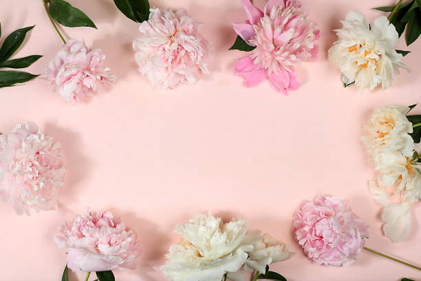 istock Abstract flower composition with place for text, still life, spring, summer banner, beautiful spring peony flowers on light background, card for mother's day, women's day 1414284895