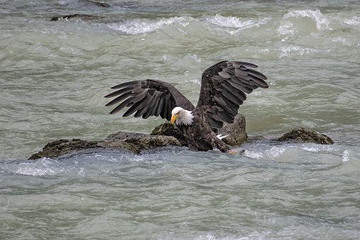 Bald Eagle has captured a salmon which is being secured in river Chilkoot near Haines, Alaska USA.