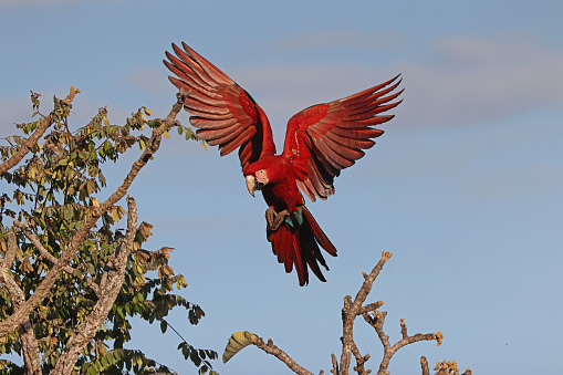Red-and-green Macaw (Ara chloropterus) adult about to land in dead tree\n\nChapada dos Guimaraes National Park, Brazil                     July