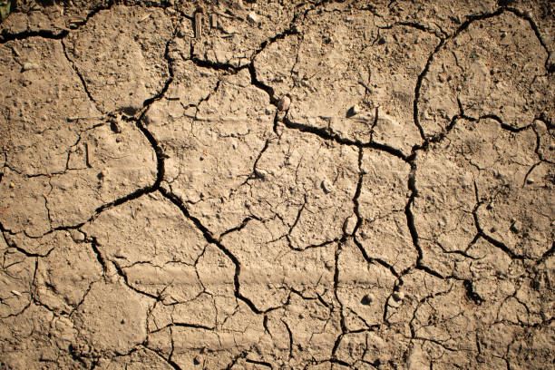 Dry corn field Dry corn field dry cracked soil stock pictures, royalty-free photos & images