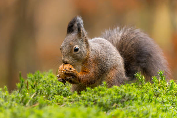 istock Eurasian red squirrel in the autumn 1414288429
