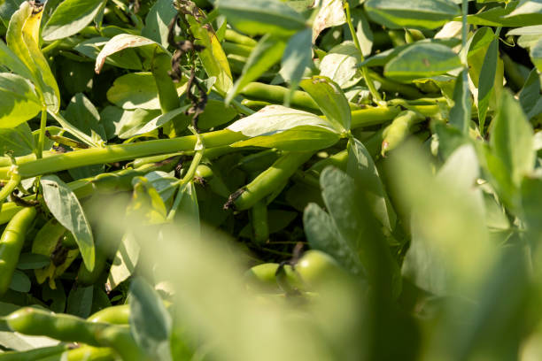 istock Green beans in sunny windy weather 1414288990