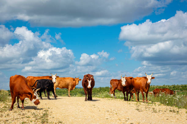 istock Cows graze in the meadow in sunny weather. 1414289175
