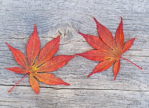 Colourful Japanese Maple leaves against a wood textured background. Autumn colours.