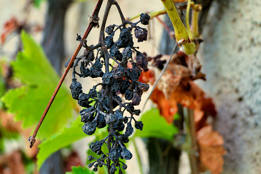 Close up of a withering bunch of grapes on the vine due to a prolonged heatwave