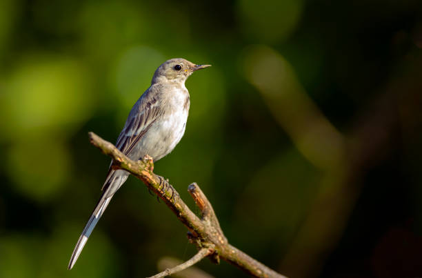 istock A young White Wagtail sitting on a branch. 1414290364