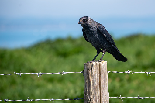 Jackdaw, Corvus monedula, perched on a wooden fence post