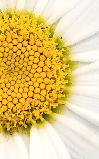 Golden Yellow center of a daisy -good background