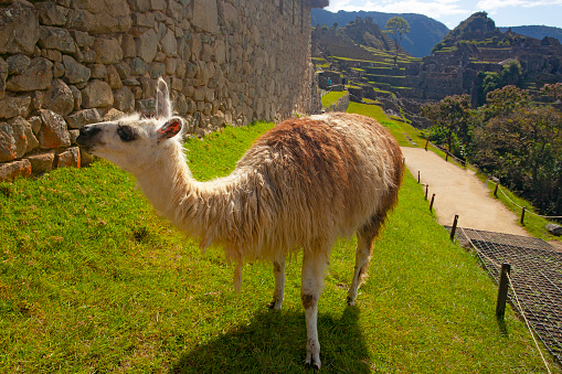 Cute lama in Machu Picchu ancient town, Peru