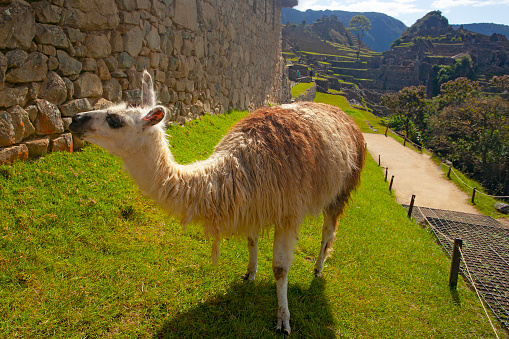 Peruvian woman wearing national clothing posing with llama near Cuzco. The Sacred Valley of the Incas or Urubamba Valley is a valley in the Andes  of Peru, close to the Inca capital of Cusco and below the ancient sacred city of Machu Picchu. The valley is generally understood to include everything between Pisac  and Ollantaytambo, parallel to the Urubamba River, or Vilcanota River or Wilcamayu, as this Sacred river is called when passing through the valley. It is fed by numerous rivers which descend through adjoining valleys and gorges, and contains numerous archaeological remains and villages. The valley was appreciated by the Incas due to its special geographical and climatic qualities. It was one of the empire's main points for the extraction of natural wealth, and the best place for maize production in Peru.