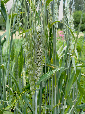 Sharp unripe wheat ear in wheat field.