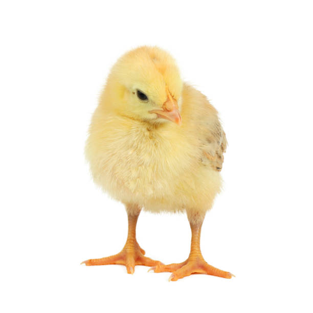 istock Little yellow chicken on a white background. 1414292977