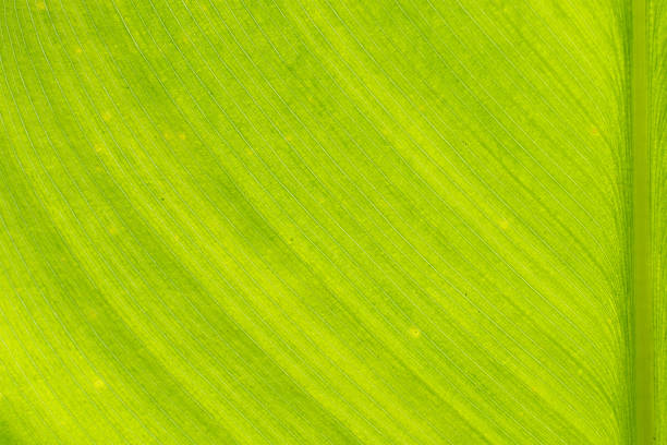 istock Leaf texture background. Banana green leaf close up background use us space for text or image backdrop design. Earth day ecology concept 1414293650