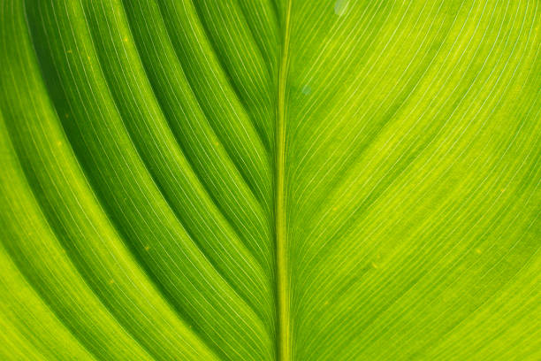 Dieffenbachia