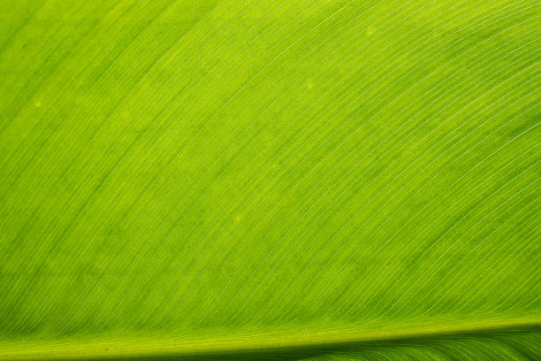 istock Leaf texture background. Banana green leaf close up background use us space for text or image backdrop design. Earth day ecology concept 1414293660
