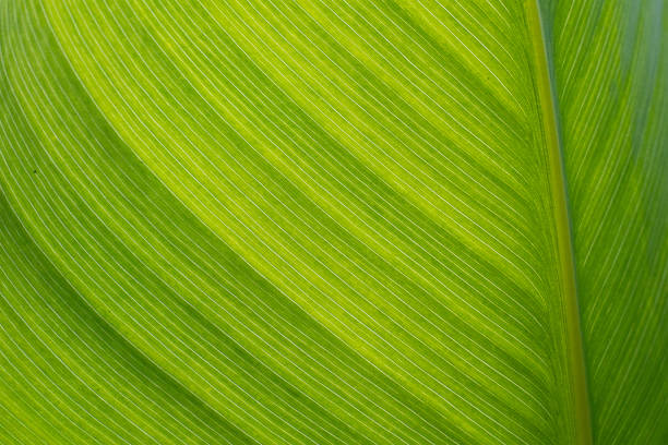 istock Leaf texture background. Banana green leaf close up background use us space for text or image backdrop design. Earth day ecology concept 1414293662