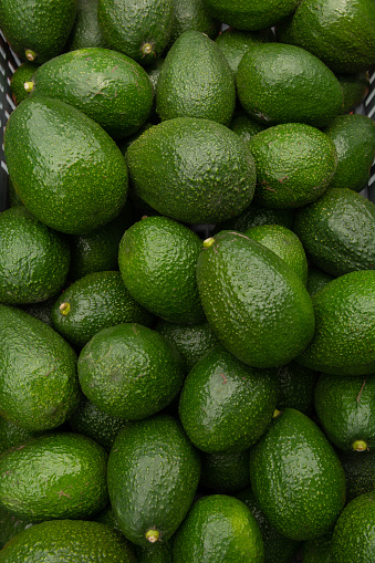 top view of freshly harvested avocados, Ecuadorian export product