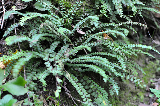 Asplenium trichomanes fern grows on a stone in the wild in the forest