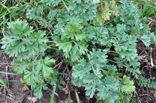 istock Bitter wormwood (Artemisia absinthium) bush grows in nature 1414294707