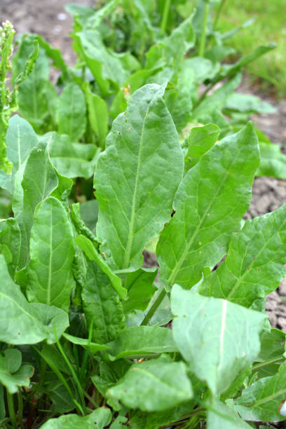 istock In the open ground in the garden grows sorrel. 1414295267