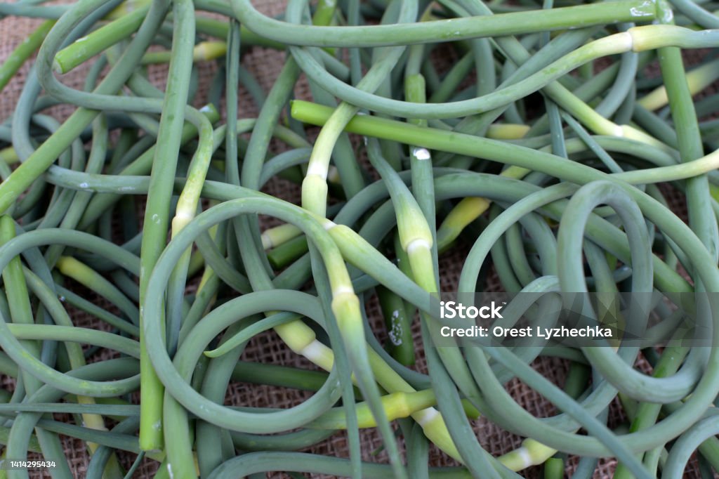 Garlic arrows are collected In the pile are young harvested garlic arrows Agriculture Stock Photo