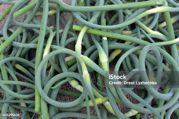 Garlic Arrows Are Collected Stock Photo - Download Image Now - Agriculture, Close-up, Color Image