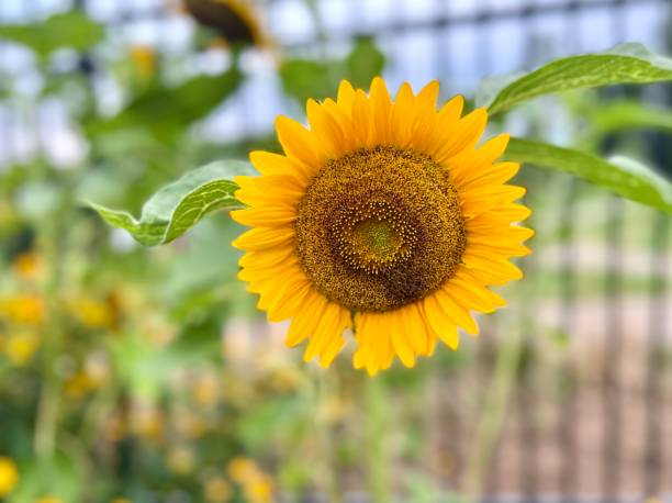 istock Sunflower in Fenced Garden 1414296801