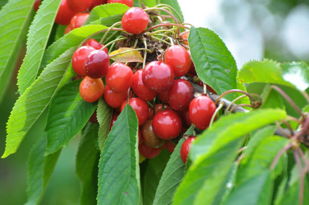 istock On a tree branch, ripe berries sweet cherry (Prunus avium) 1414296836