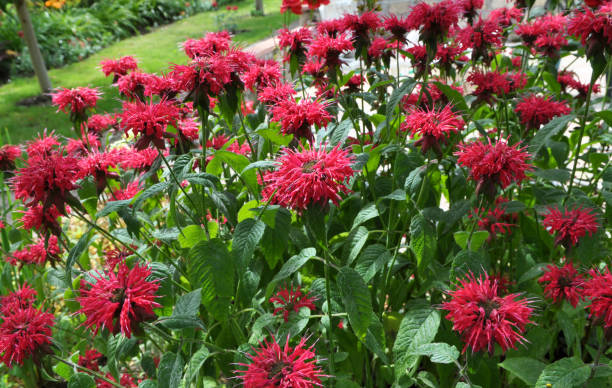 istock In the garden red flowers in bloom monarda 1414296917