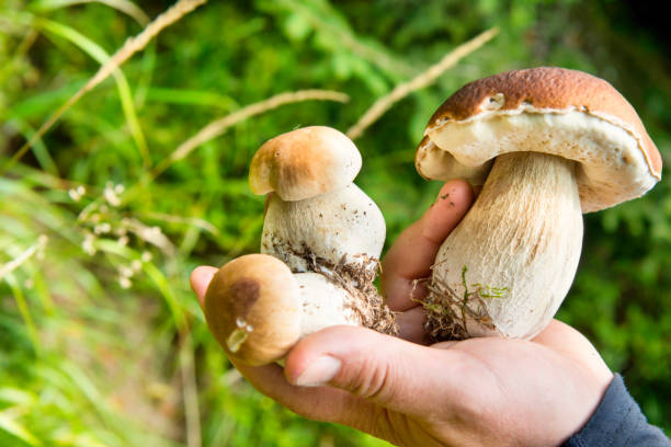 istock Edible mushrooms boletus in hand. 1414299097