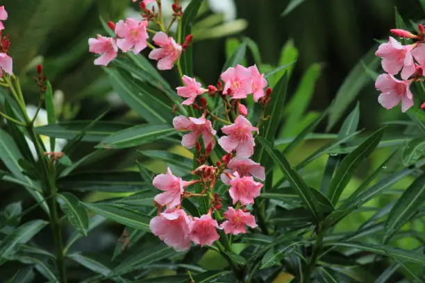 Photo of Pink Color Nerium Oleander Flower with white or sky background with closeup shot