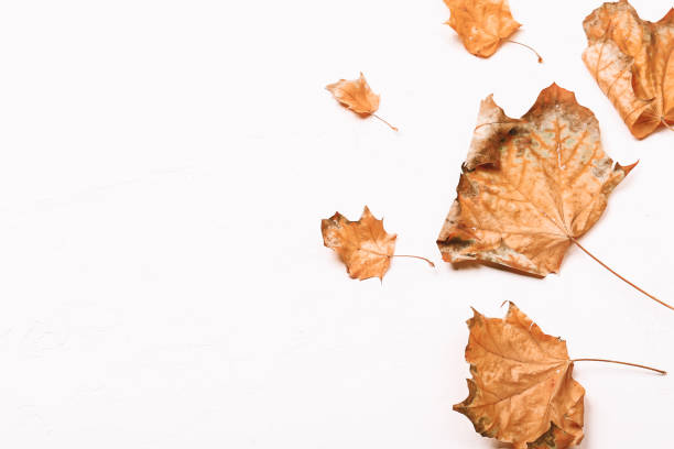 istock Autumn composition. Dried leaves on white background. Autumn, fall, thanksgiving day concept. Flat lay, top view, copy space 1414304678