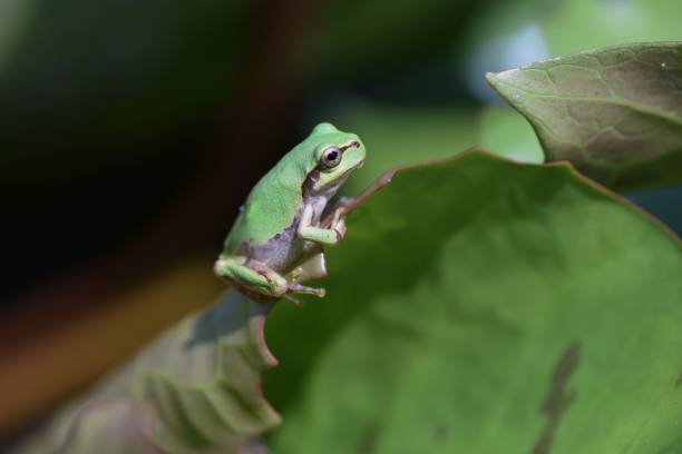 istock Hyla japonica ( Japanese tree frog ). 1414305264
