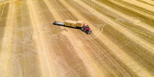 istock Fresh Cut Hay Bales Being Loaded 1414305289