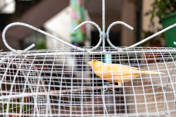 istock Domestic canary in a bird cage 1414305576