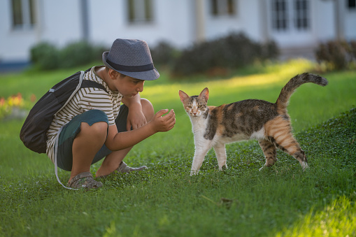 Photo of 9 years old boy playing with domestic cat in public park. He is wearing a hat, striped t-shirt, short and carrying a satchel. Shot in outdoor with a full frame mirrorless camera.