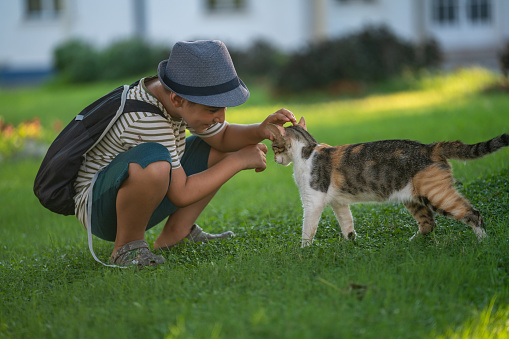 Photo of 9 years old boy playing with domestic cat in public park. He is wearing a hat, striped t-shirt, short and carrying a satchel. Shot in outdoor with a full frame mirrorless camera.