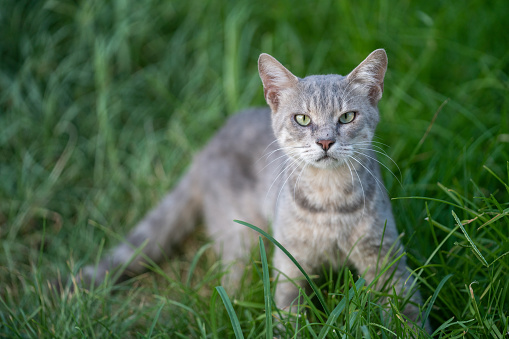 Photo of gray domestic cat on green grasses in outdoor. It is starring at camera. Selective focus on eyes. Shot in outdoor with a full frame mirrorless camera.