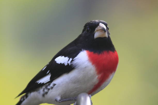 istock Male Rose-breasted Grosbeak 1414305881
