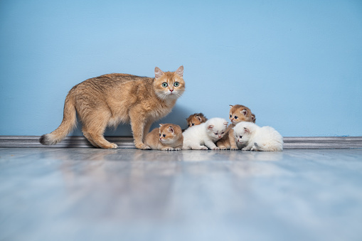 Photo of British Shorthair Cat family on flooring in front of blue colored wall. Mother cat is yellow while few kittens are white colored. Shot indoor with a full frame mirrorless camera.