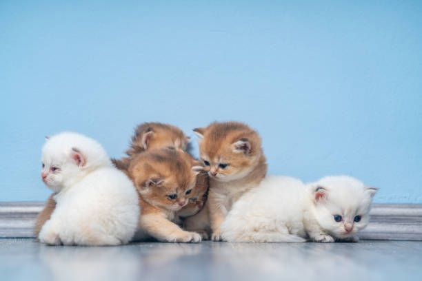 Groupe de chatons British Shorthair sur le sol
