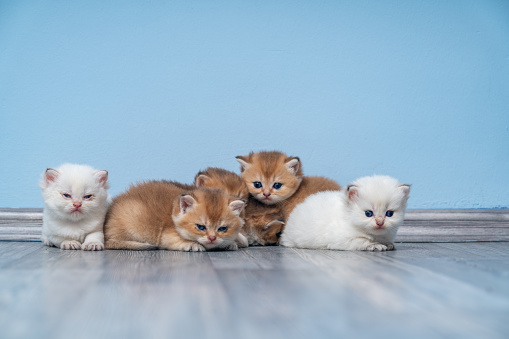 Row of 5 various colored British Shorthair cat kittens, standing and sitting together. All facing camera. Isolated on on white background.