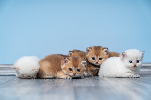 Photo of group of newborn British Shorthair Cats on flooring in living room. No people are seen in frame. Shot indoor with a full frame mirrorless camera.