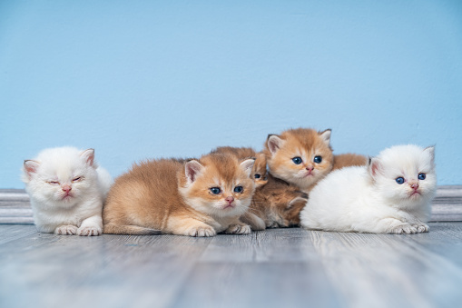 Photo of group of newborn British Shorthair Cats on flooring in living room. No people are seen in frame. Shot indoor with a full frame mirrorless camera.