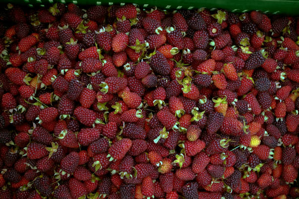 Blackberry background - textured fruit texture