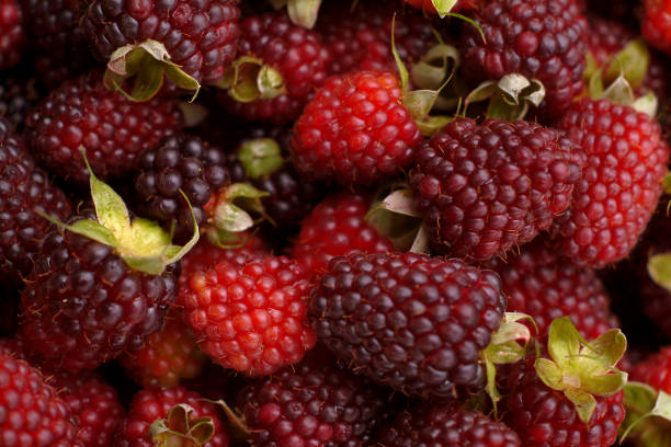 Blackberry background - textured fruit texture
